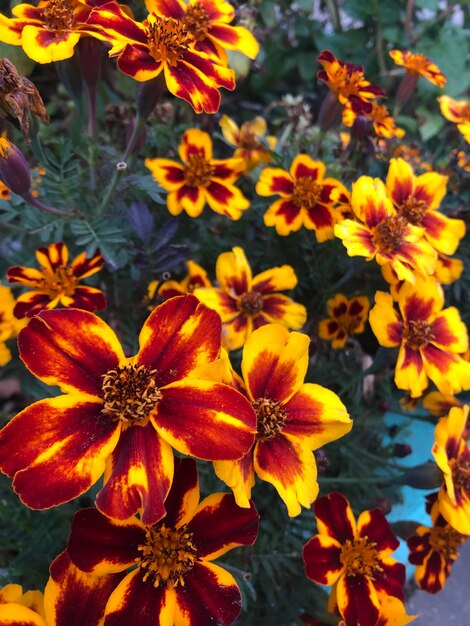 Photo tagetes patula flowers photography