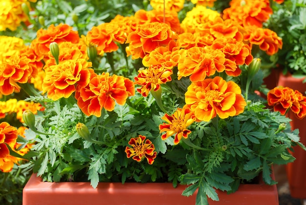 Tagetes patula Franse goudsbloem in bloei oranje geel oranje bloemen groen blad