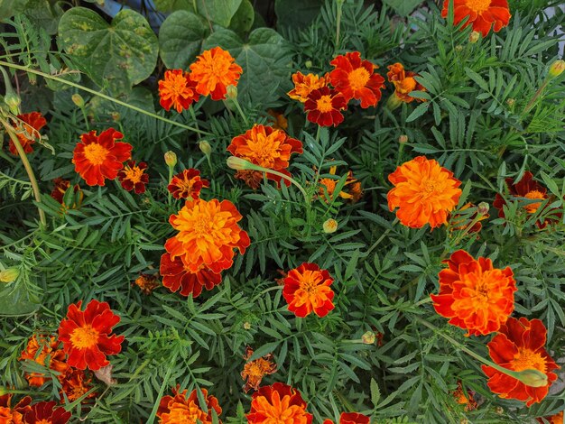 Tagetes patula Franse goudsbloem in bloei