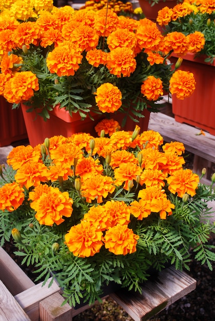 Tagetes patula french marigold in bloom, orange yellow flowers, green leaves