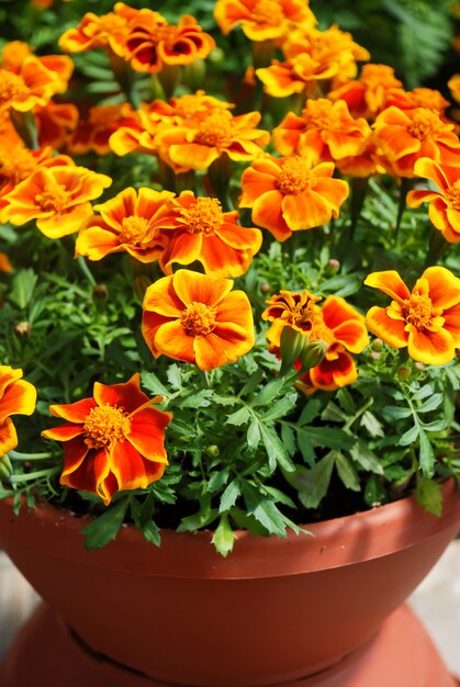 Tagetes patula french marigold in bloom, orange yellow flowers, green leaves