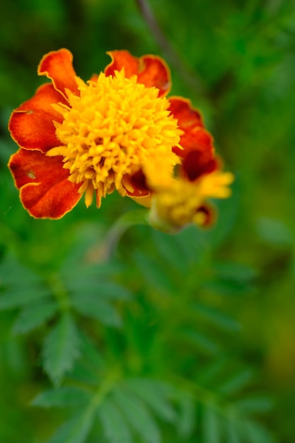 Tagetes patula the French marigold는 Asteraceae 계통의 꽃 피는 식물 종입니다.