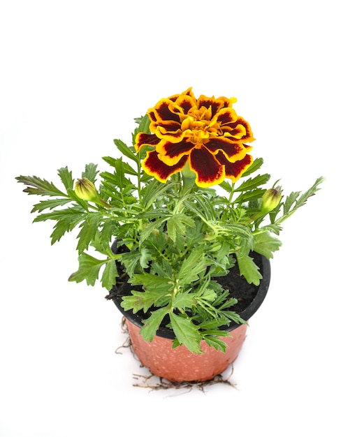 Tagetes patula in front of white wall