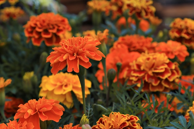 Tagetes Patula in the garden closeup