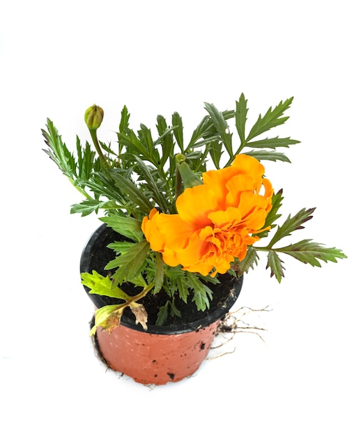 Tagetes patula voor witte muur