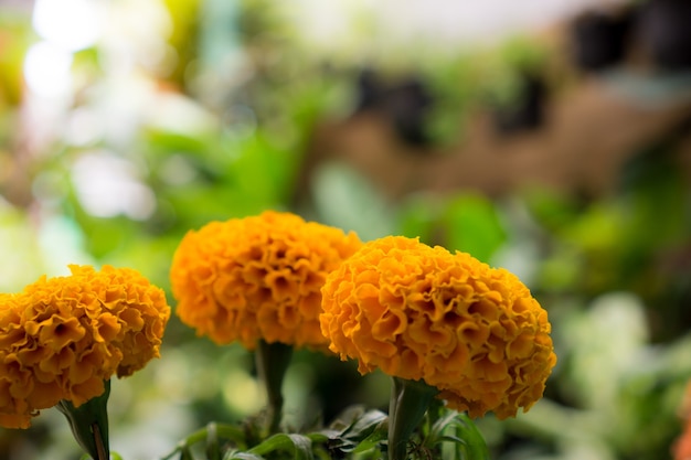 Tagetes 노란 금잔화 꽃 개화