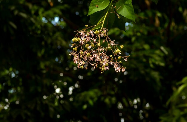 Tahongai gast boom Kleinhovia hospita bekend als Katimaha Timoho Java Indonesië roze bloemen zaden