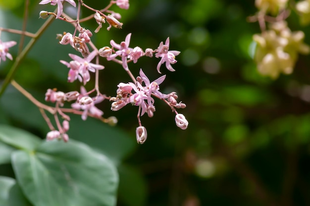 Tahongai gastboom Kleinhovia hospita bekend als Timoho Katimaha Indonesië bloemen en zaden geselecteerd focus