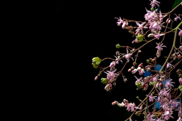 Tahongai guest tree Kleinhovia hospita known as Katimaha Timoho Java Indonesia pink flowers seeds