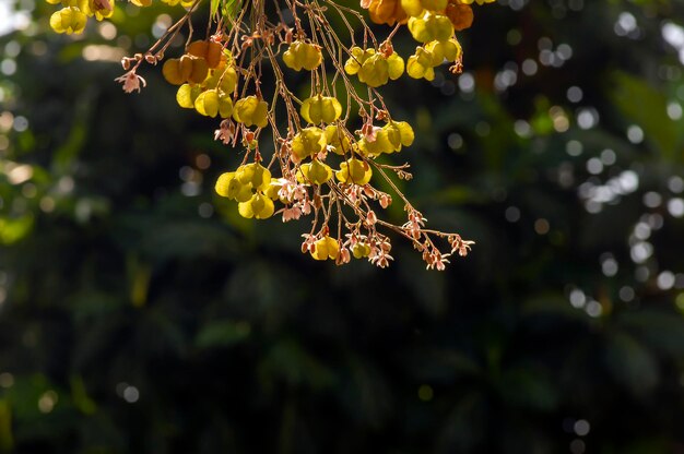 Tahongai guest tree kleinhovia hospita known as katimaha timoho java indonesia pink flowers