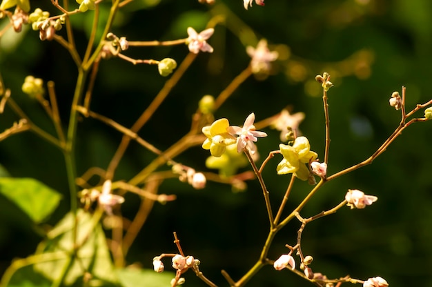 Tahongai guest tree Kleinhovia hospita known as Timoho Java Indonesia flowers leaves and seeds