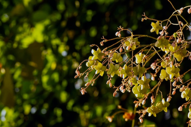 Tahongai guest tree Kleinhovia hospita known as Timoho Java Indonesia flowers Shallow focus