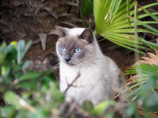 Tai cat sitting under the palm tree