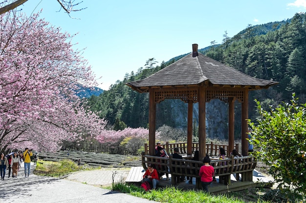 Taichung taiwan feb 26 2020 beautiful cherry blossoms in wuling farmtaichung taiwan