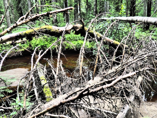 Taiga biome dominated by coniferous forests. Picea spruce, genus of coniferous evergreen trees