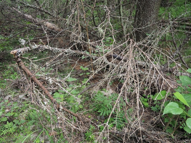 Taiga-bioom gedomineerd door naaldbossen. Picea spar, geslacht van naaldbomen groenblijvende bomen
