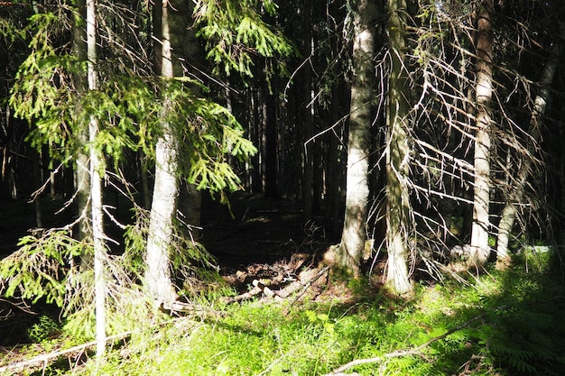 Taiga bioom gedomineerd door naaldbossen Picea spar geslacht van naaldbomen in de dennenfamilie Pinaceae Rusland Karelië Orzega Dicht bos Verschrikkelijke kom Wild verlaten bos