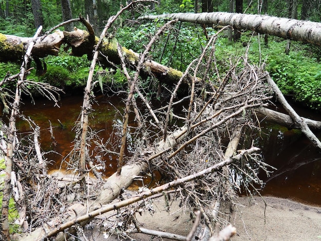 Taiga bioom gedomineerd door naaldbossen Picea sparren naaldbomen in de dennenfamilie Pinaceae Rusland Karelië Bos rivier Orzega Steen natuurlijke stroomversnelling roestig ijzerhoudend water