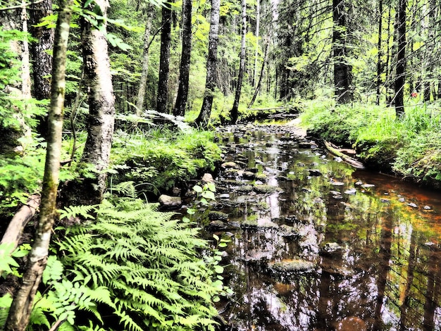 Taiga bioom gedomineerd door naaldbossen Picea sparren naaldbomen in de dennenfamilie Pinaceae Rusland Karelië Bos rivier Orzega Steen natuurlijke stroomversnelling roestig ijzerhoudend water