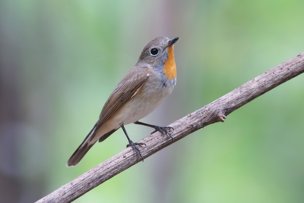 Taiga Flycatcher Ficedula albicilla Красивые мужские птицы Таиланда