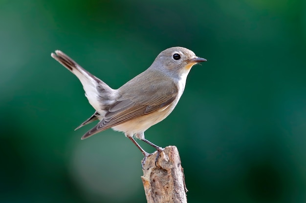 타이가 Flycatcher Ficedula parva 태국의 아름다운 새들