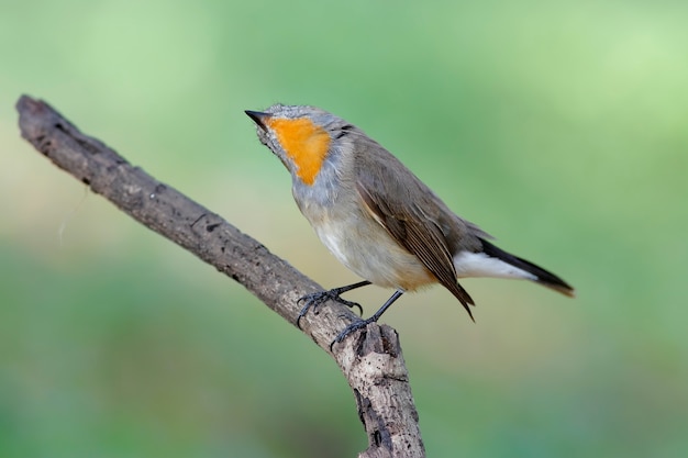 타이가 Flycatcher Ficedula parva 태국의 아름다운 새들