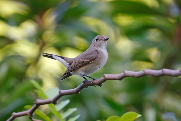 Taiga Flycatcher Ficedula Vogels van Thailand