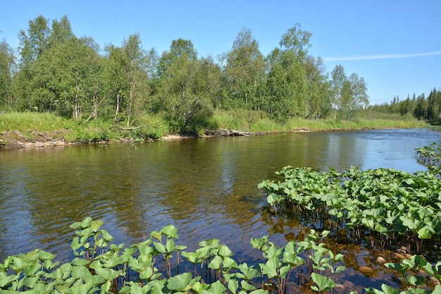 Taiga river in the Northern Urals