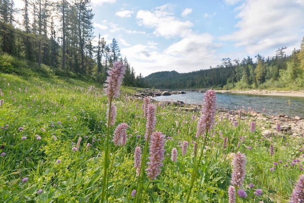 Taiga river