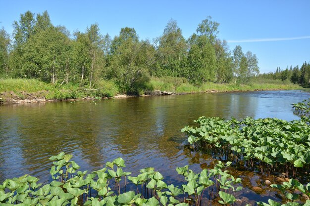 Taiga rivier in de noordelijke Oeral