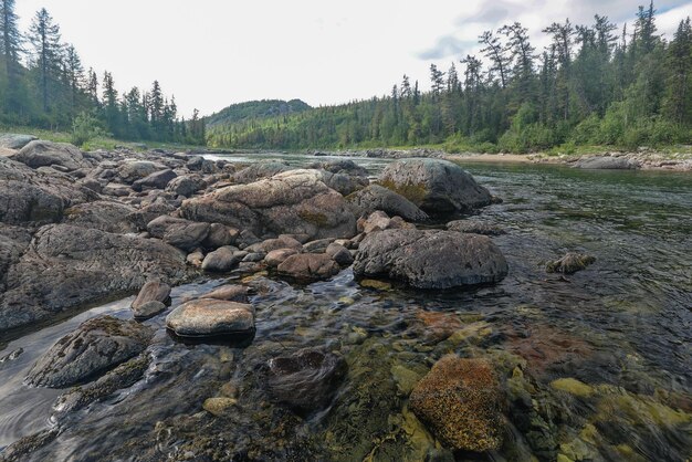 Taiga rivier