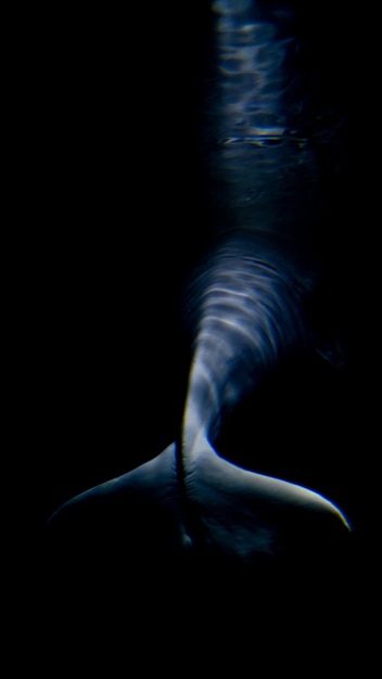 Tail of a beluga in the dark ocean