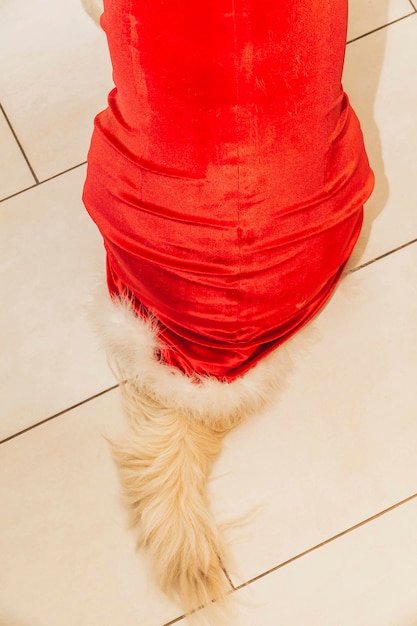 Tail of golden retriever in a red dress