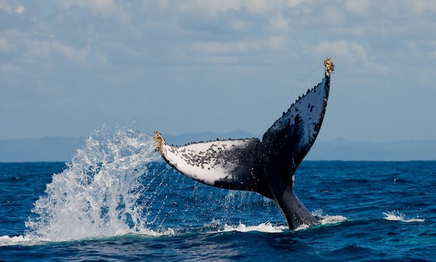 ザトウクジラの尻尾。マダガスカル。セントメリーズアイランド。