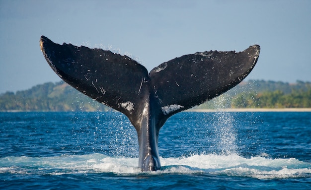 The tail of the humpback whale. Madagascar. St. Mary's Island.