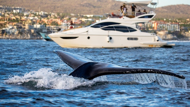 Photo tail of the humpback whale megaptera novaeangliae on the background of the pleasure boat and mexican coast mexico sea of cortez california peninsula