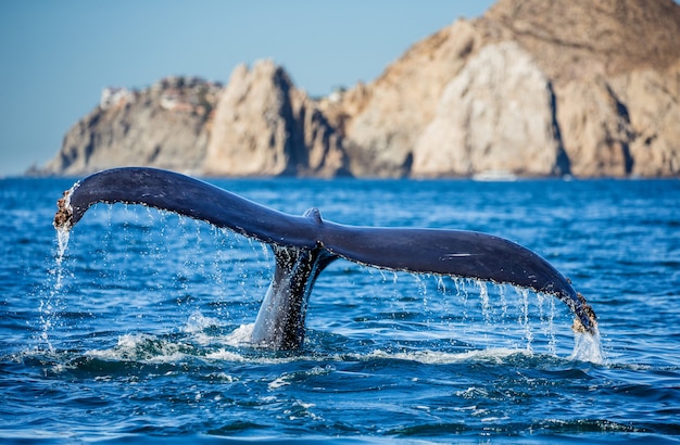 ザトウクジラの尻尾