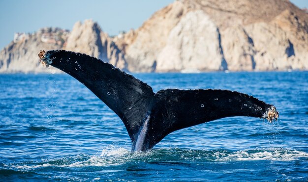 ザトウクジラの尻尾