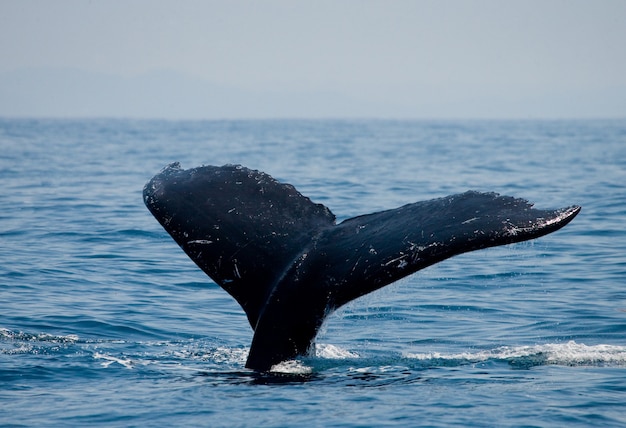 Tail of the humpback whale 