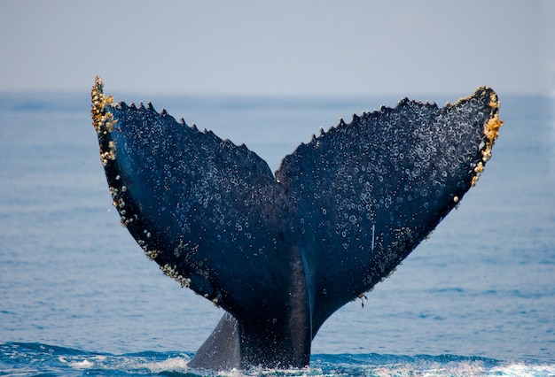 ザトウクジラの尻尾