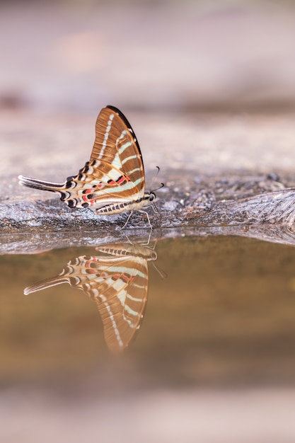 Foto coda la farfalla di jay che mangia l'acqua nel fondo della natura.