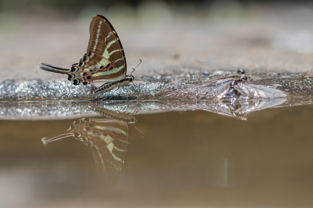 Tail Jay butterfly eating water in nature background. 