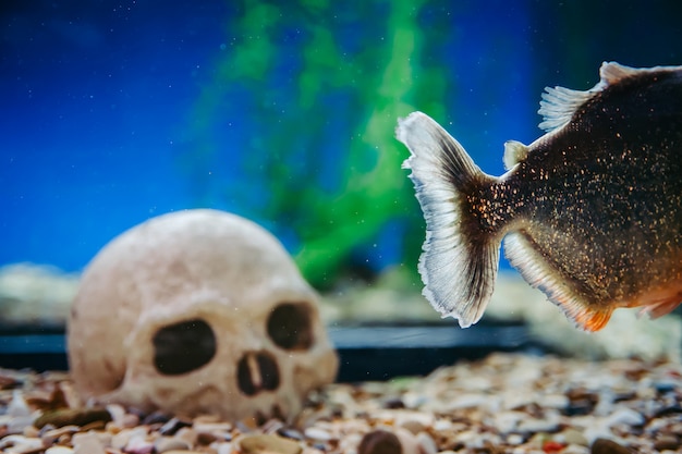 Tail of piranha on the background of a human skull. Pygocentrus Nattereri.