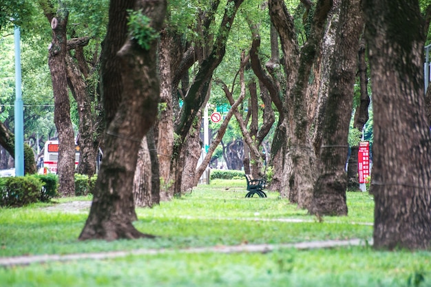 台北、台湾-2018年6月18日：公園、公園の椅子、リラックスした、台北のDunhuaRoadにあるガジュマルの木。落ち着きを感じる