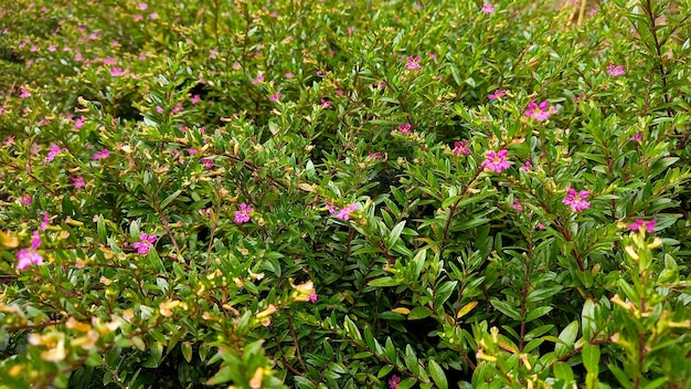 自然の背景に台湾の美しさの花やクフェア ヒソピフォリア