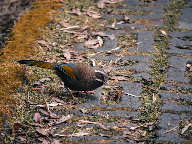 Taiwan Lachlijstervogel in nationaal park