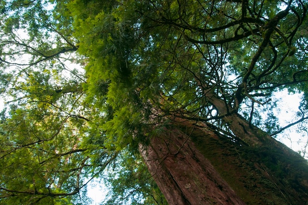 Taiwan Lala Mountain nationaal bos beschermd gebied enorme duizendjarige heilige boom