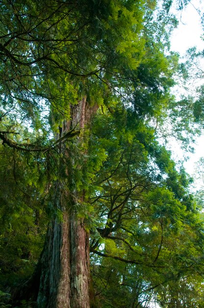 Taiwan Lala Mountain nationaal bos beschermd gebied enorme duizendjarige heilige boom