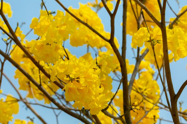 Taiwan lente bloeiseizoen straatbomen bloeiende Suzuki-chrysant