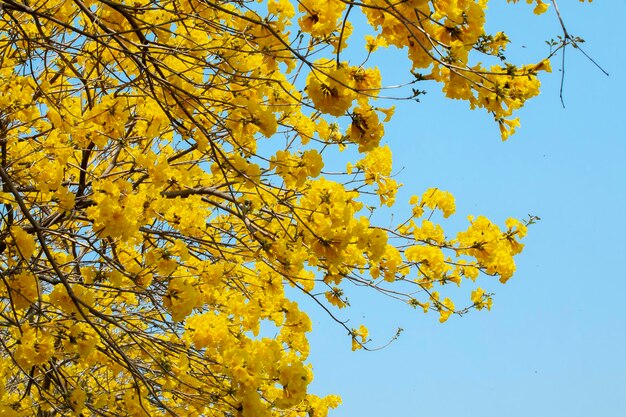 Taiwan lente bloeiseizoen straatbomen bloeiende Suzuki-chrysant
